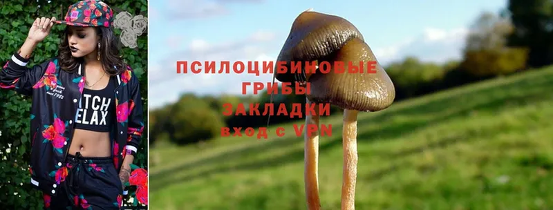 Галлюциногенные грибы Cubensis  Петровск 